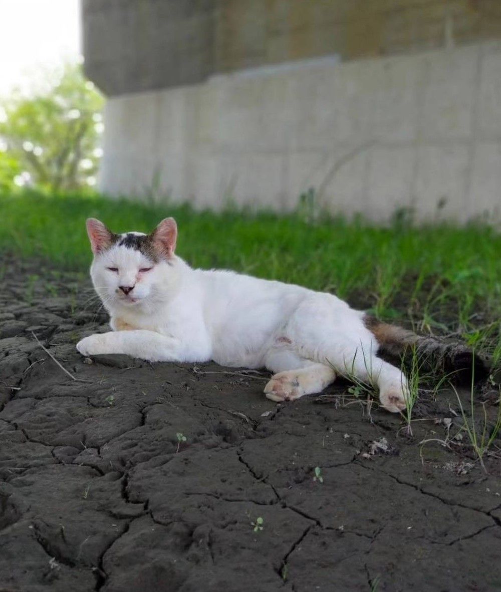 >>30Unfortunately, it is really happening."I absolutely cannot forgive this!" A cat was caught in a ...